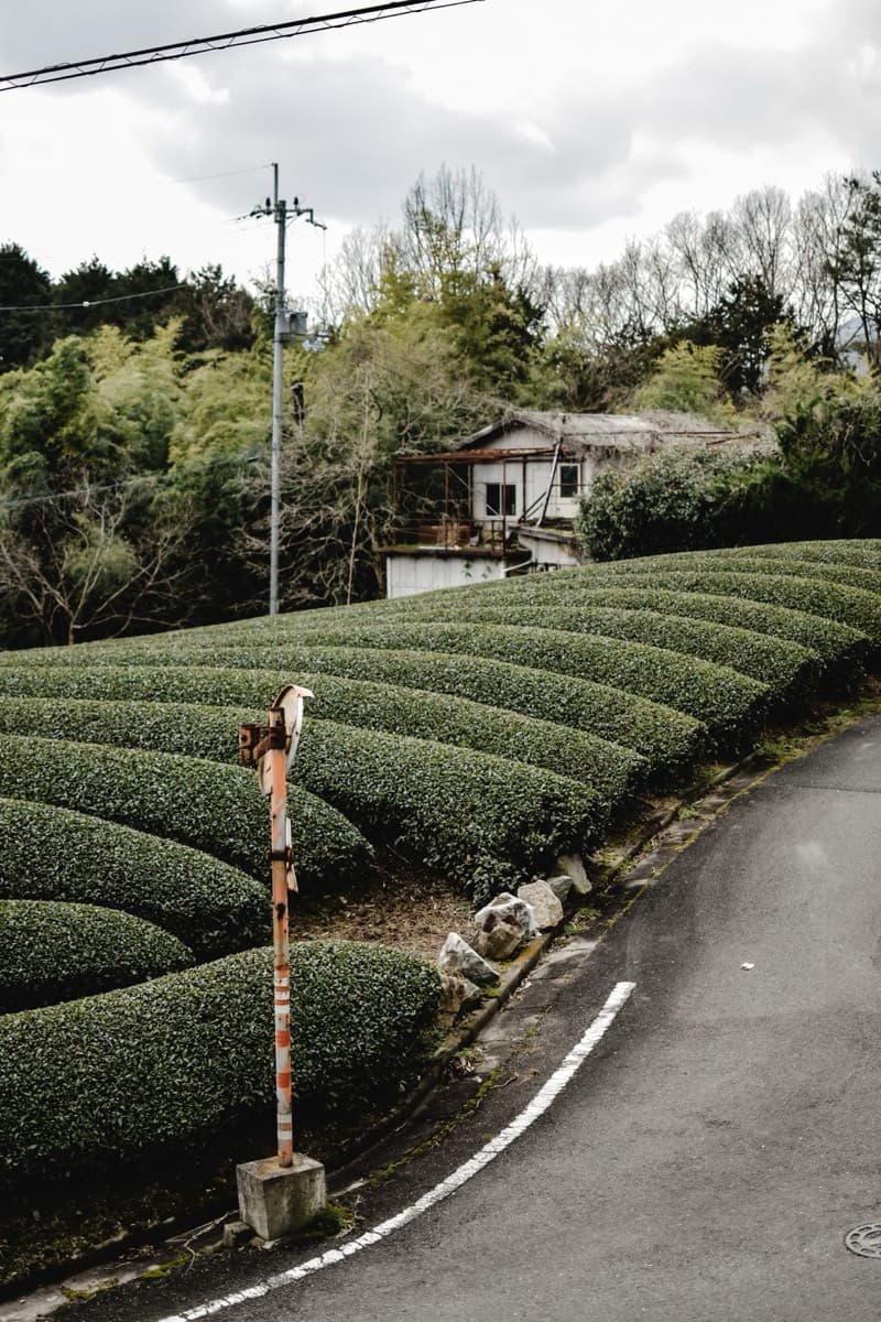 A road running between shade-grown tea fields in the Uji tea region near Kyoto