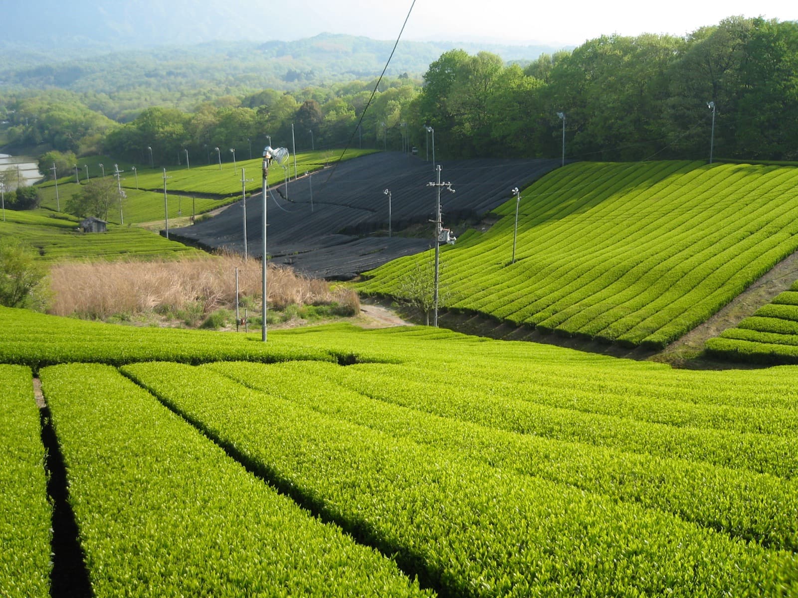 Shaded tea fields in Minami-yamashiro, Kyoto Prefecture