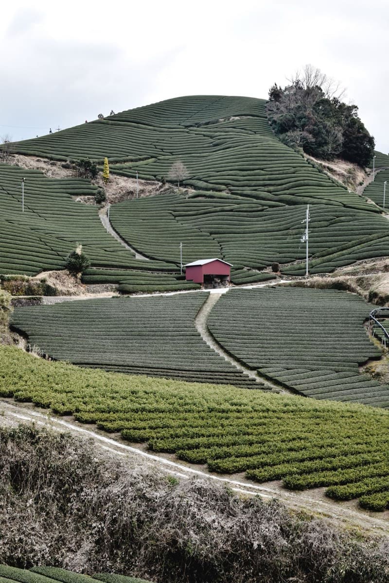 Terraced rows of tea bushes on a green hillside near Uji