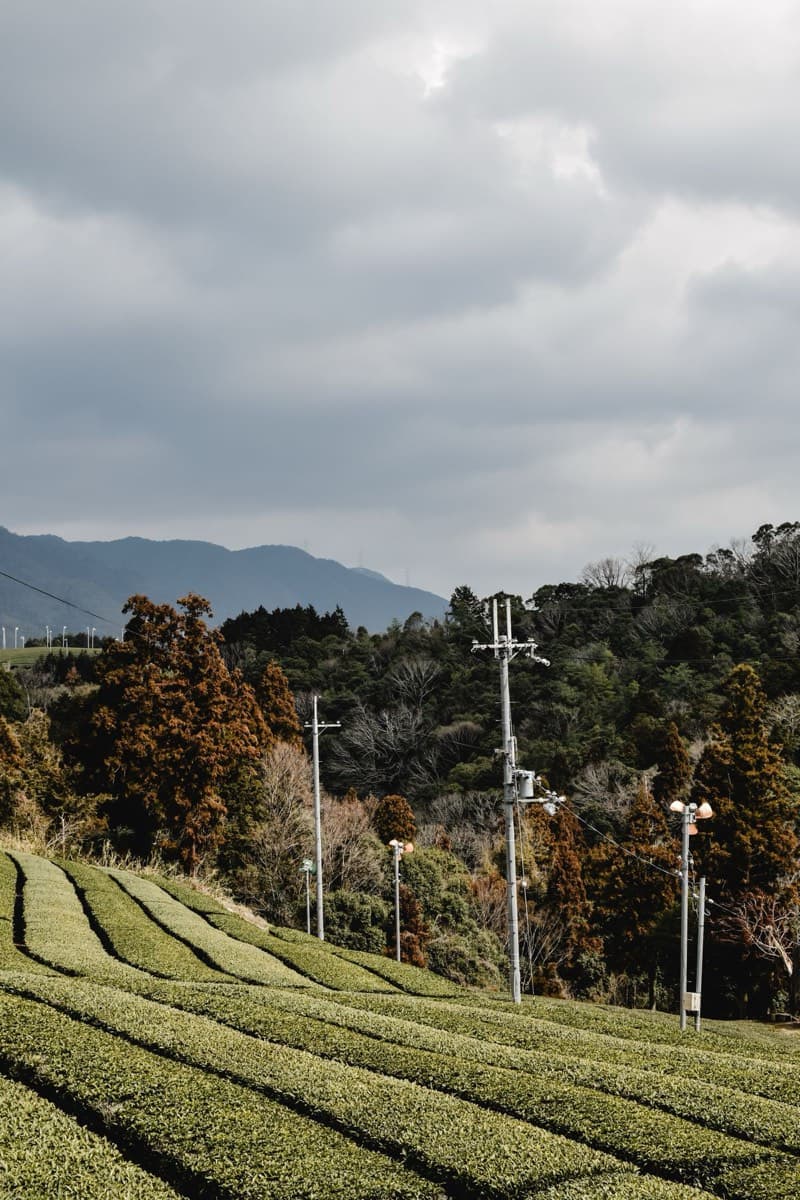 Rows of green tea bushes on a plantation under white clouds