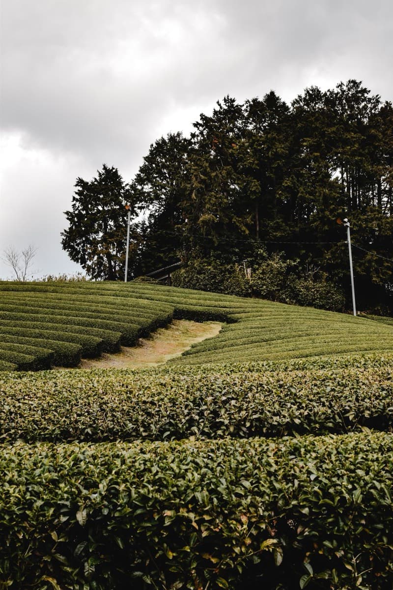 Low-angle view of shade-grown tea rows in the Uji tea-growing region