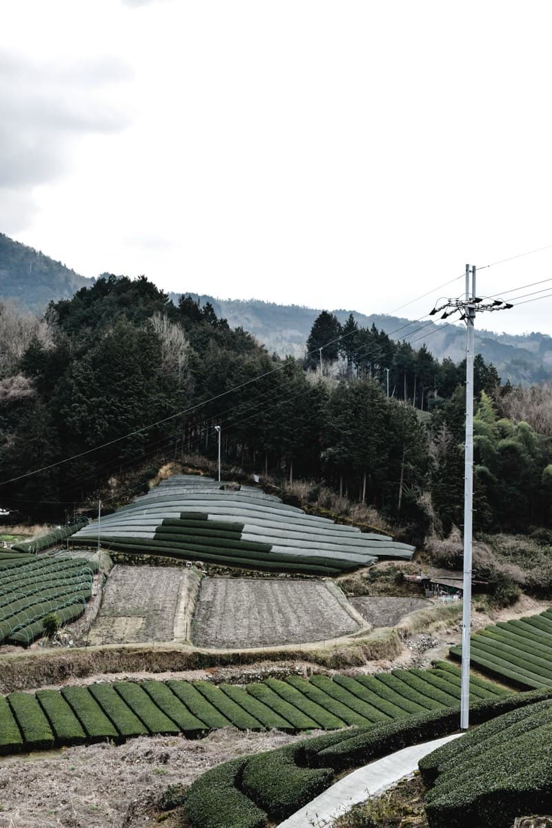 Rows of tea bushes on a hillside plantation with mountains behind