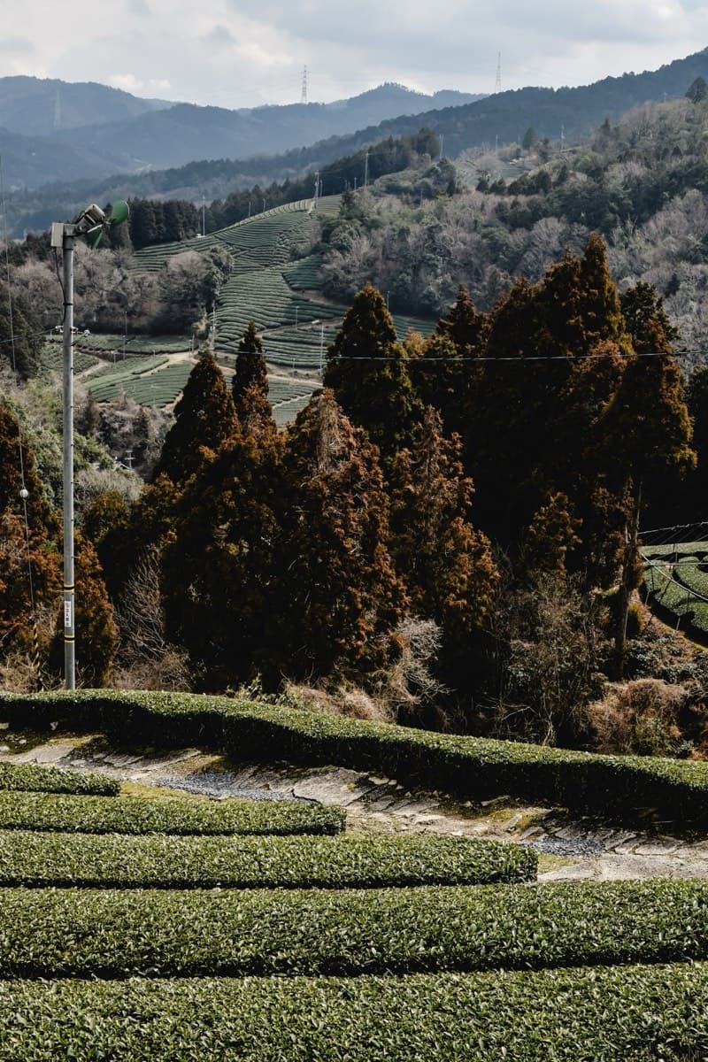 Terraced tea rows climbing green hills in the Uji tea-growing region of Kyoto