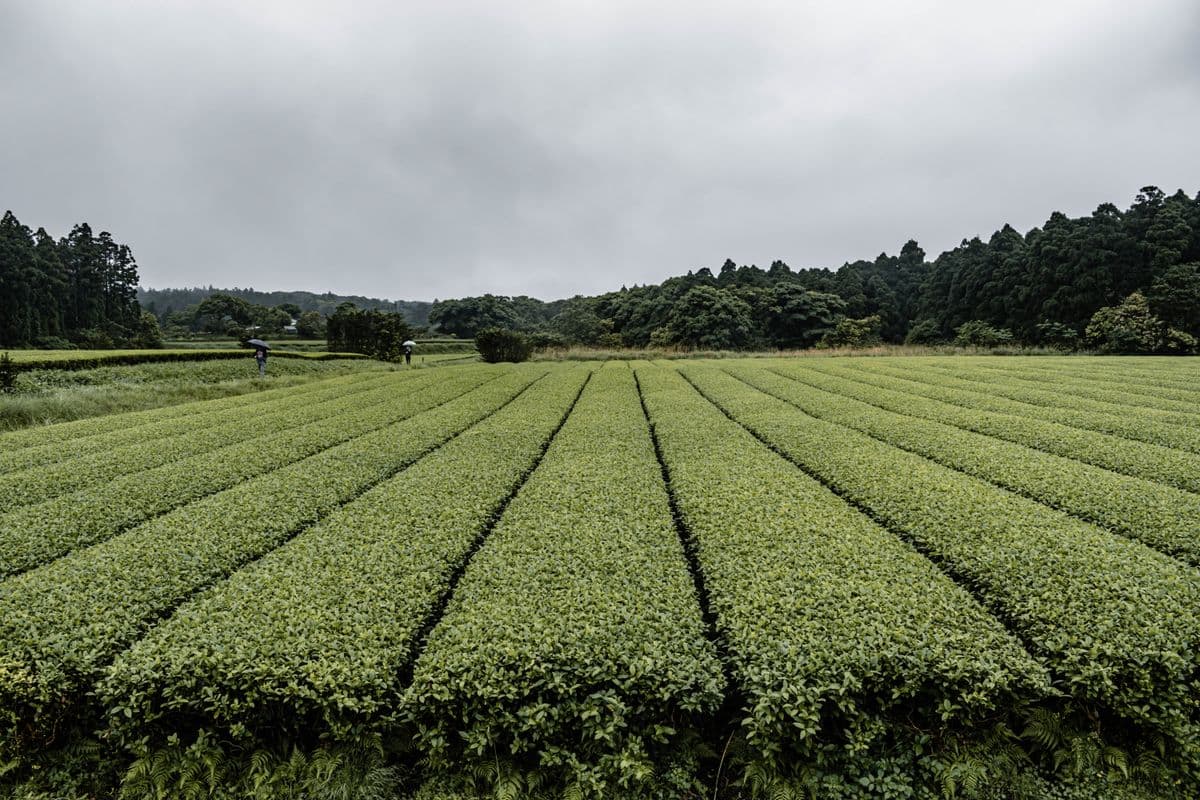 A wide Japanese green-tea plantation with neat rows of clipped tea bushes under an overcast sky